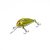 HFL chafer - yellow marble