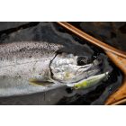 DECOY horog 28 troutin single #8