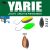 Yarie T-Fresh Evo 2g AD24 Oyster
