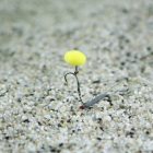 Nevis Pop-Up extra kukorica /pink, szilva/