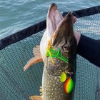 Reiva Powerflex Spinnerbait 14g – Parrot