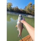 Reiva Blademaster 14g – Rainbow