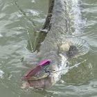 Reiva Blademaster II 83mm 28g – Pink ghost