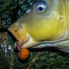 Stég Long Life Boilie 20mm – strawberry-halibut 800g