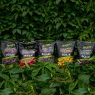 Stég Bionic Boilies 20mm - chili-halibut 800g