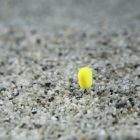 Stég Upters Corn gumikukorica 10mm – csípős barack 