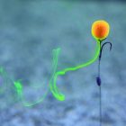 Stég Product Soluble Pop-up Smoke Ball 8-10mm – mangó 20g