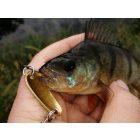 Ottó Bácsi Ebi 3,2g Arany támolygó villantó