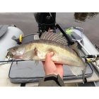 Lucky John TIOGA 2"/ 50mm- 085