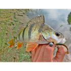 Lucky John TIOGA 2,9"/ 74mm- 085