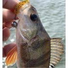 Lucky John ULTRA WORM 2"/ 50mm- PA19